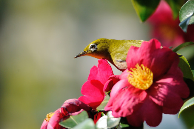 Обои картинки фото животные, белоглазки, глазик, камелия