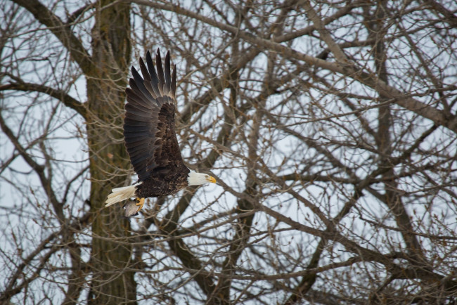 Обои картинки фото белоголовый орлан, животные, птицы - хищники, орлан, добыча, рыба, крылья, полет