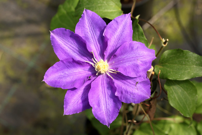 Обои картинки фото цветы, клематис , ломонос, макро