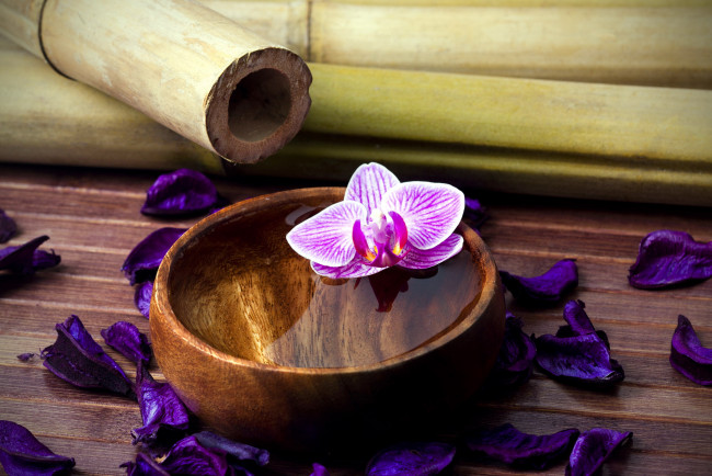 Обои картинки фото цветы, орхидеи, лепестки