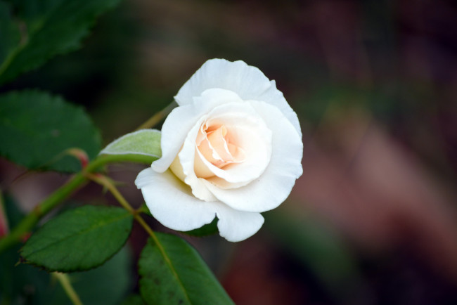 Обои картинки фото цветы, розы, бутон