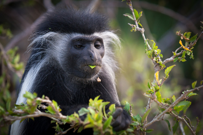 Обои картинки фото животные, обезьяны, смешной