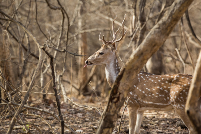 Обои картинки фото животные, олени, язык, рога, профиль, лес