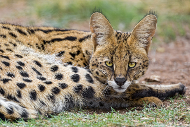 Обои картинки фото животные, сервалы, взгляд, кошка