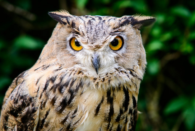 Обои картинки фото животные, совы, сова, взгляд, птица