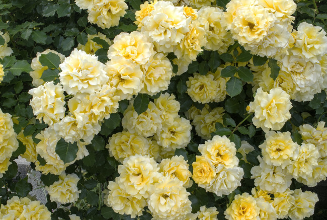 Обои картинки фото цветы, розы, много