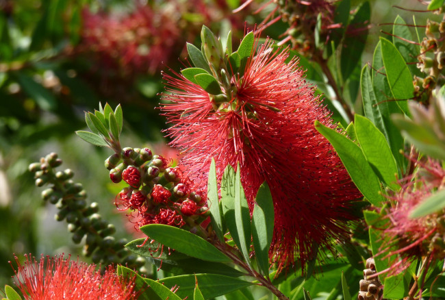 Обои картинки фото цветы, каллистемон, ершик