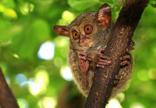 Обои картинки фото животные, долгопяты, чудик