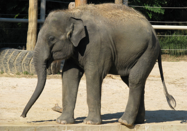 Обои картинки фото животные, слоны, слон, вольер