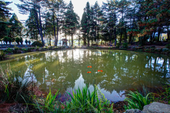 Картинка природа реки озера озеро лес свет