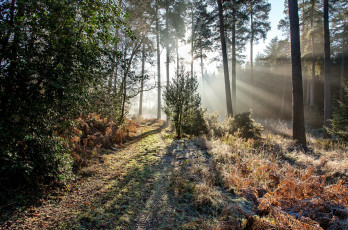 Картинка природа лес деревья сияние трава