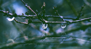 Картинка природа макро отражение капли ветка