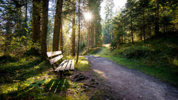 Картинка природа дороги лес скамейка осень дорога