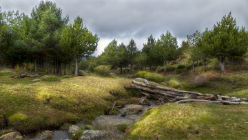 Картинка природа реки озера ручей лес