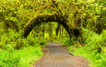 Картинка природа дороги лес тропинка