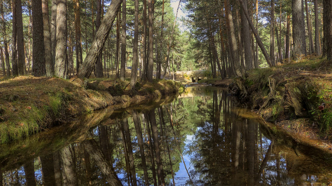 Обои картинки фото природа, реки, озера, лес, река