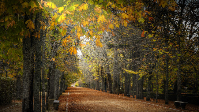 Обои картинки фото природа, парк, деревья, аллея, дорожка