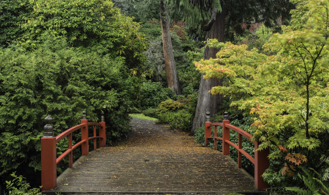 Обои картинки фото природа, дороги, дорожка, лес, мостик