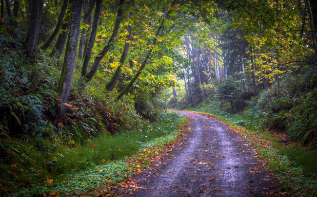 Обои картинки фото природа, дороги, лес, дорога