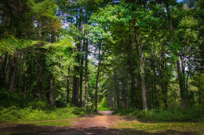 Обои картинки фото природа, дороги, тропа, деревья