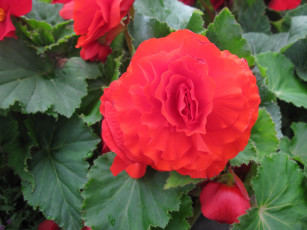 Картинка цветы бегония красный