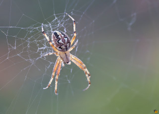 Картинка животные пауки макро паук