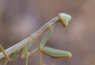 Картинка животные богомолы макро богомол