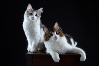 Картинка животные коты киса