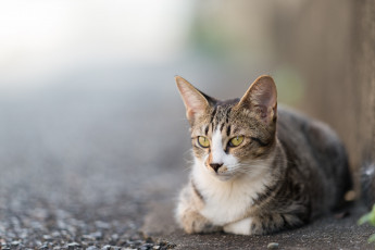 Картинка животные коты киса