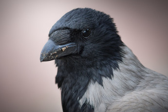 Картинка животные вороны +грачи +галки попугайчики