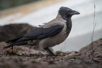 Картинка животные вороны +грачи +галки ворона