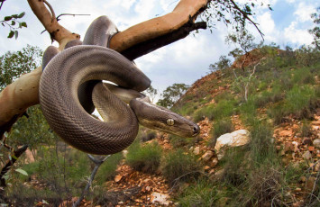 Картинка животные змеи +питоны +кобры питон