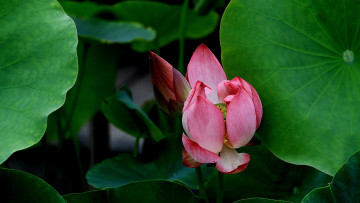 Картинка цветы лотосы фон лепестки