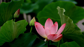 Картинка цветы лотосы фон лепестки