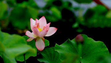 Картинка цветы лотосы лепестки фон