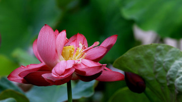 Картинка цветы лотосы лепестки фон