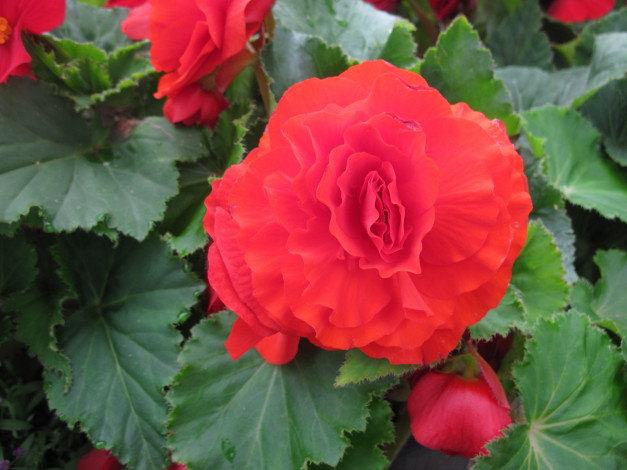 Обои картинки фото цветы, бегония, красный