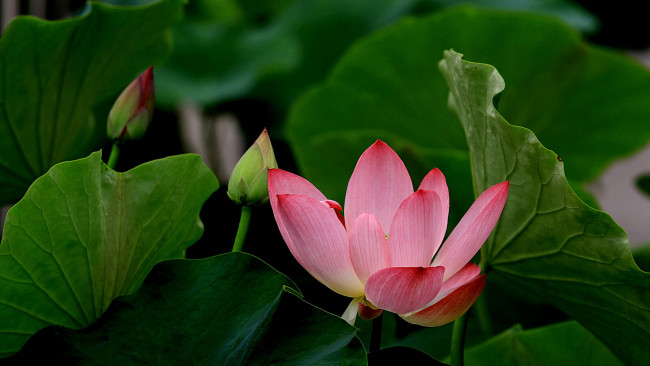 Обои картинки фото цветы, лотосы, фон, лепестки