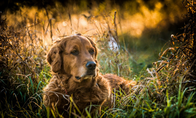 Обои картинки фото животные, собаки, друг, взгляд, собака