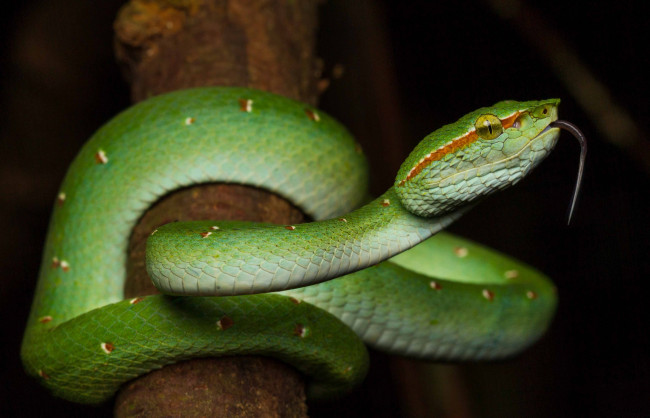 Обои картинки фото животные, змеи,  питоны,  кобры, змея
