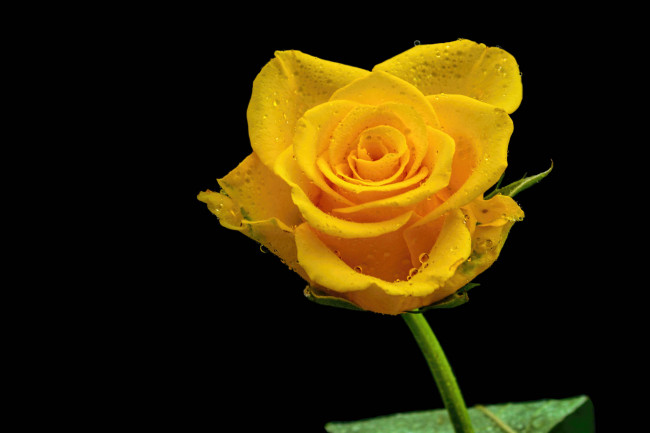 Обои картинки фото цветы, розы, флора