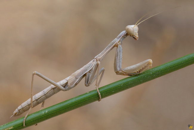 Обои картинки фото животные, богомолы, богомол, макро