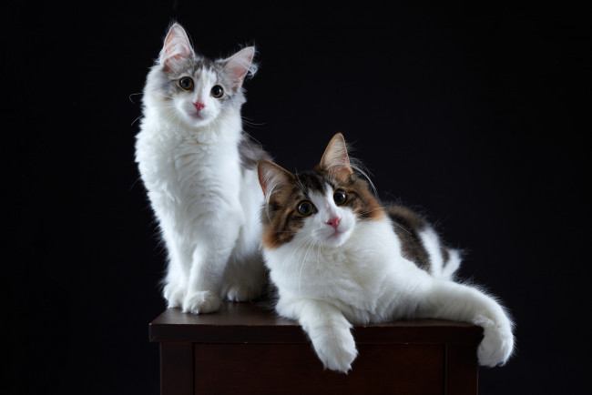 Обои картинки фото животные, коты, киса