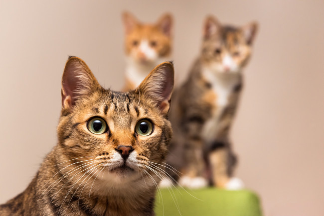 Обои картинки фото животные, коты, киса