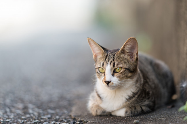 Обои картинки фото животные, коты, киса