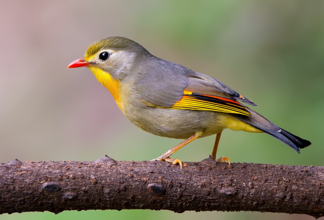 Обои картинки фото животные, птицы, ветка, птица