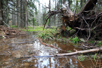 Картинка природа лес простор