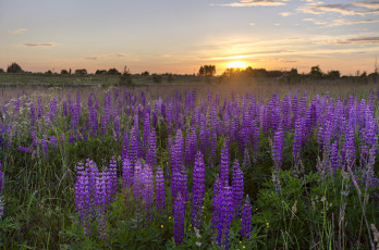 Картинка природа луга простор