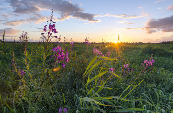 Картинка природа луга простор