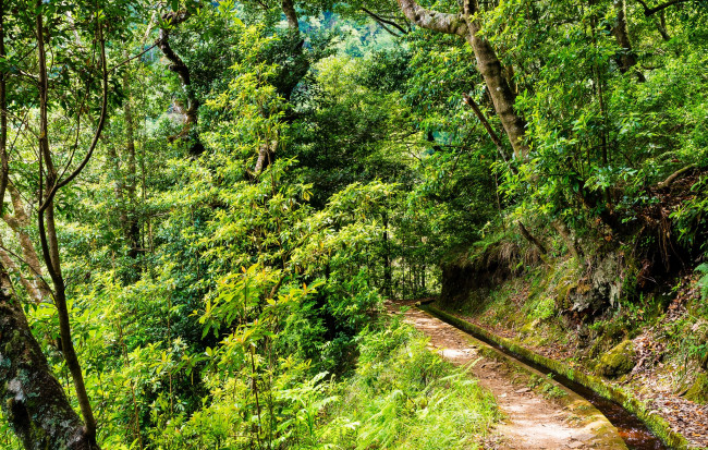 Обои картинки фото природа, лес, простор